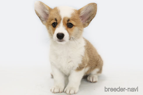 成約済の神奈川県のウェルシュコーギーペンブローク-323403